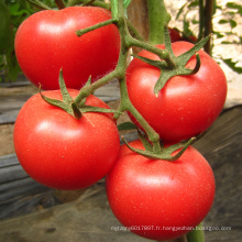 Graines de tomate hybride HT23 Souji f1 à haut rendement, adaptées à la culture en serre